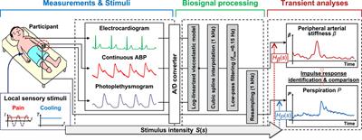 Noninvasive characterization of peripheral sympathetic activation across sensory stimuli using a peripheral arterial stiffness index